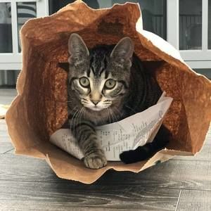 Meet your Posher, Tracey